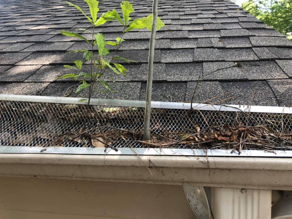 gutter on top of house filled with debris, sticks, and leaves